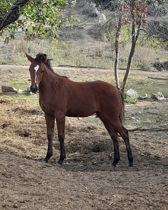 Cavallo