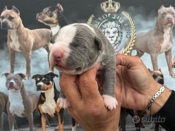 American pitbull terrier