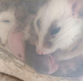 Cuccioli topi mucca