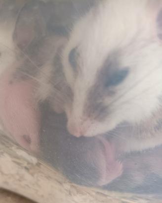 Cuccioli topi mucca