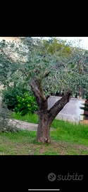 Piante di ulivo