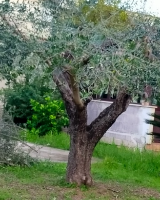 Piante di ulivo