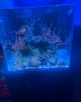 Acquario marino