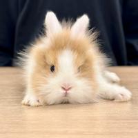 Coniglietto nano
