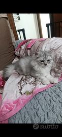 Persiano silver schated disponibile