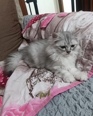 Persiano silver schated disponibile