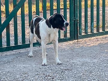 Cuccioli Asia centrale