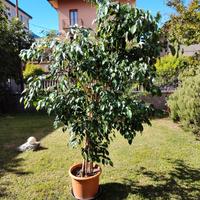 Ficus Bemjamin