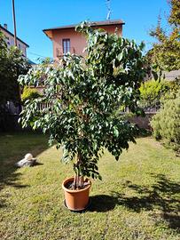 Ficus Bemjamin