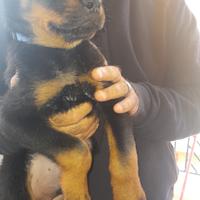 Cucciolo rottwailer