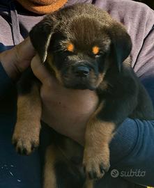 Cuccioli rottweiler