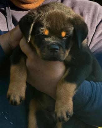 Cuccioli rottweiler