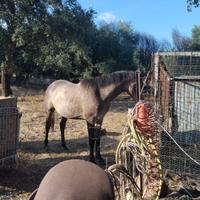 Puledro Angolo Arabo