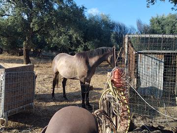 Puledro Angolo Arabo