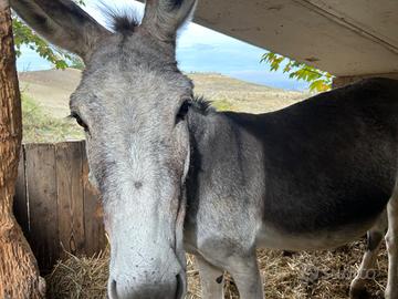 Asina gravida più asino maschio - Animali In vendita a Modena