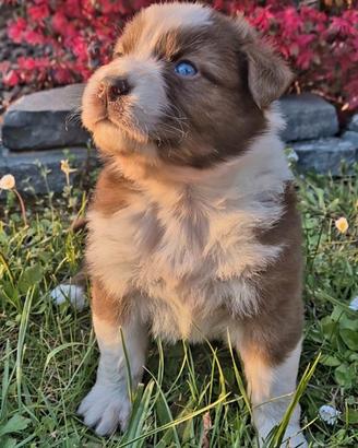 Cuccioli pastore australiano con pedigree