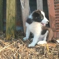 Cuccioli di Border collie