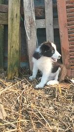 Cuccioli di Border collie