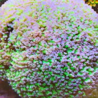 Corallo euphyllia paradivisa