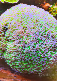 Corallo euphyllia paradivisa