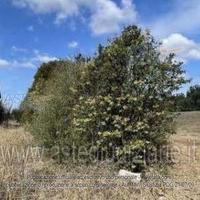 Terreno Agricolo San Sperate [A4331376]