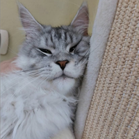 Rehoming per Maine Coon Maschio 4 anni