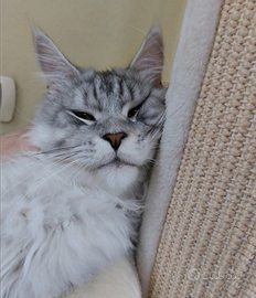 Rehoming per Maine Coon Maschio 4 anni