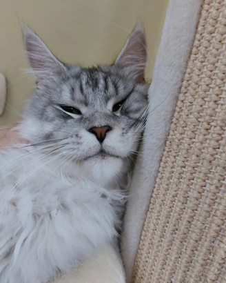 Rehoming per Maine Coon Maschio 4 anni