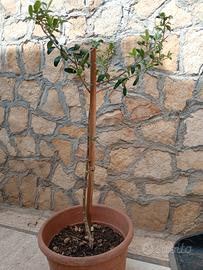 Bonsai di ulivo