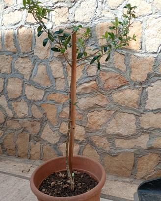 Bonsai di ulivo