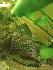 Pesci pelvicachromis pulcher