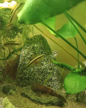 Pesci pelvicachromis pulcher