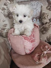 Maltese