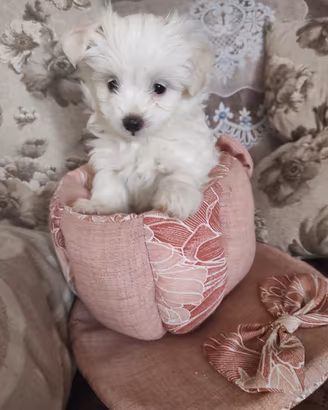 Maltese