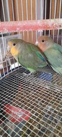 Inseparabili