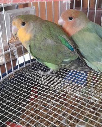 Inseparabili