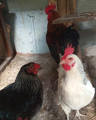 Gallo Oliver egger x riproduzione