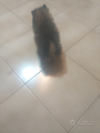 Spitz pomerania mini mini toy