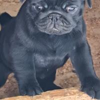 Carlino cuccioli con Pedigree 2 mesi