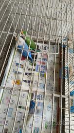 coppia di inseparabili 50 euro trattabili