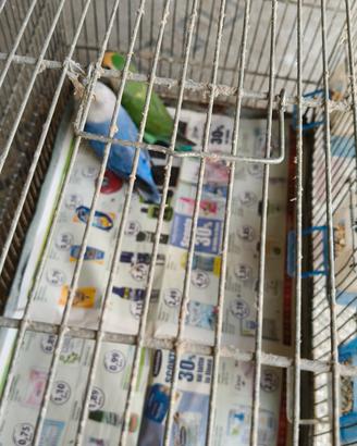 coppia di inseparabili 50 euro trattabili