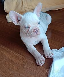 Cucciolo Buldog francese pronta consegna