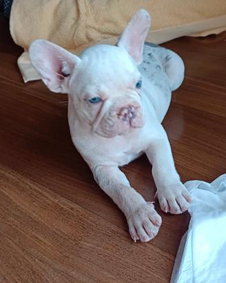 Cucciolo Buldog francese pronta consegna