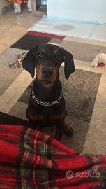Dobermann di 3 mesi