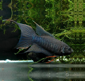 Macropodus spechtii black