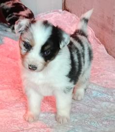 Cuccioli pastore australiano