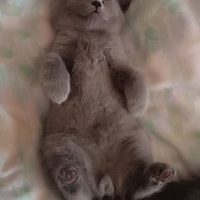 Accoppiamento British shorthair