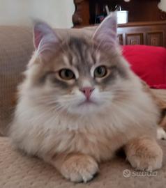 Cucciolo siberiano 6 mesi