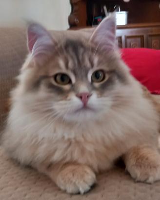 Cucciolo siberiano 6 mesi