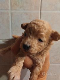 Barboncini Toy albicocca